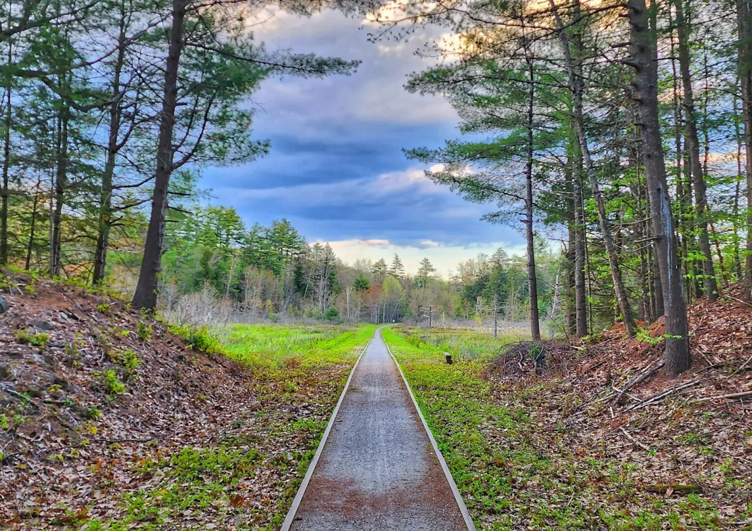 A path in the middle of a forest with trees and grass.