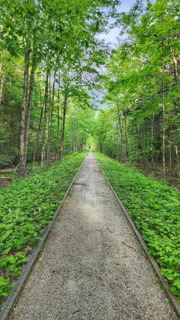 A path in the middle of a forest with green plants growing on it.