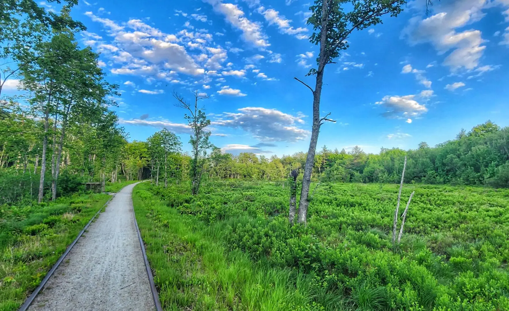 A dirt road with trees and grass in the background