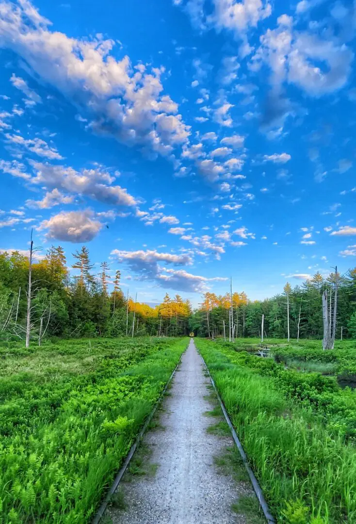 A path in the middle of a field with trees and clouds above.